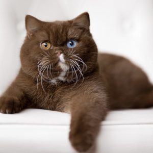 BRITISH SHORTHAIR