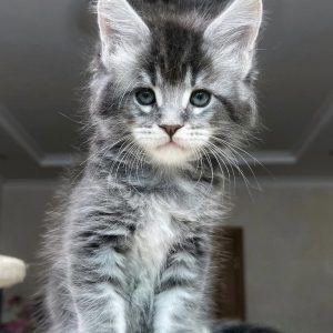 MAINE COON